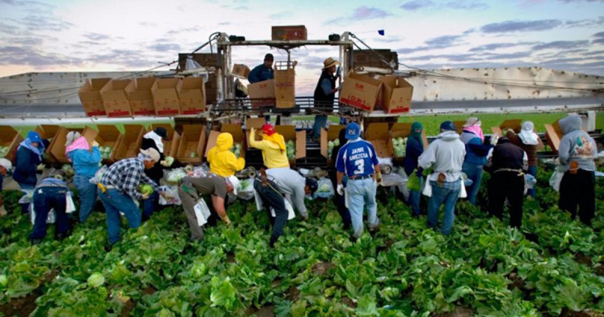Farm-workers.jpg
